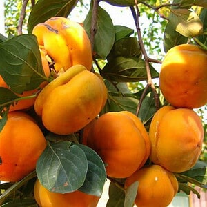 Persimmon Trees (Different Varieties). 4 Years Old. Grafted.