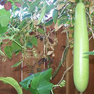 Opo Long Squash India Bottle Gourd Seeds
