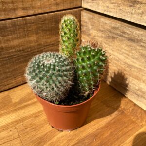 Cacti Cactus Combo Trio Mix #1 Three Cactus per 4" Pot Live Plants