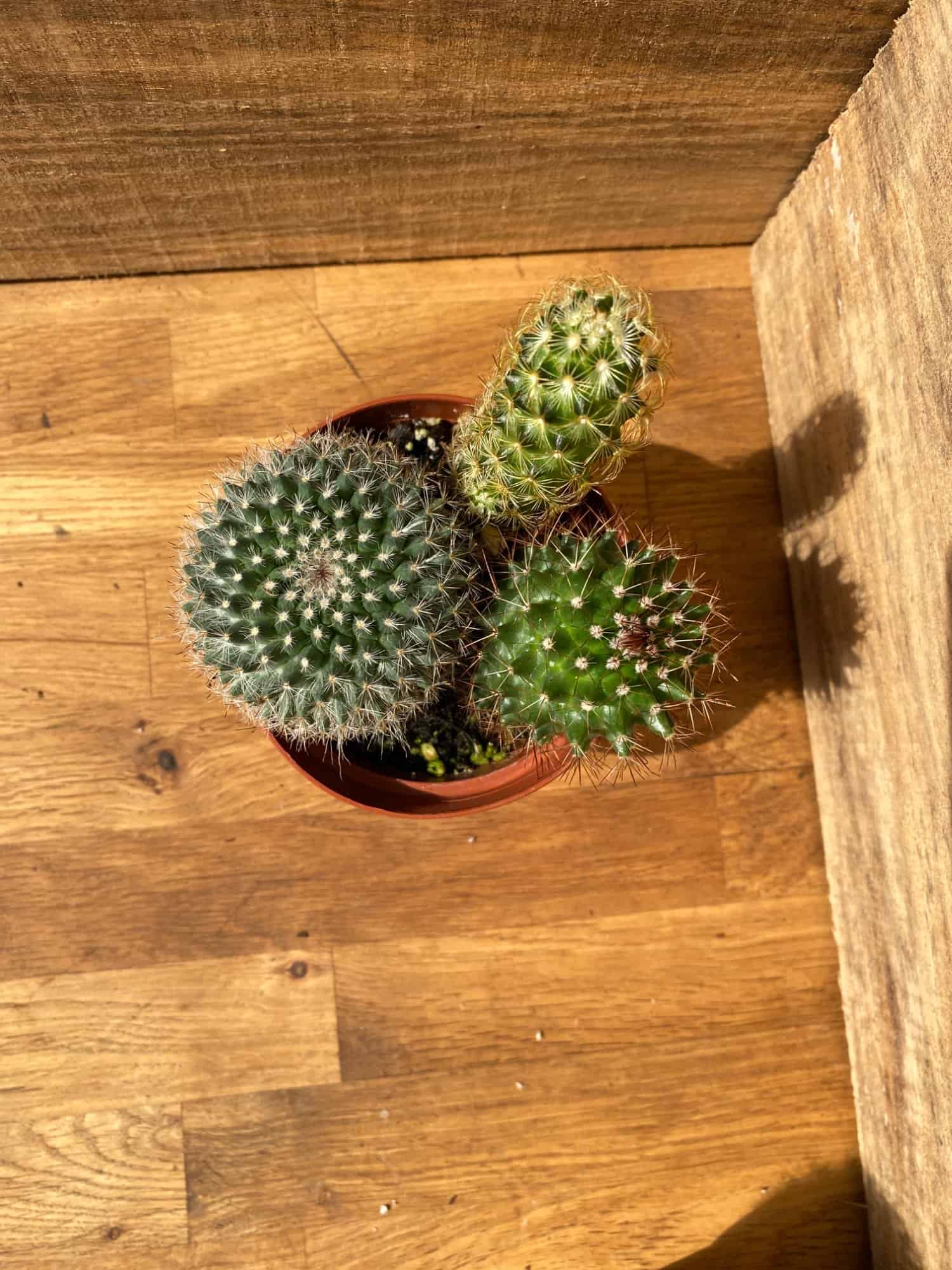 Cacti Cactus Combo Trio Mix #1 Three Cactus per 4″ Pot Live Plants