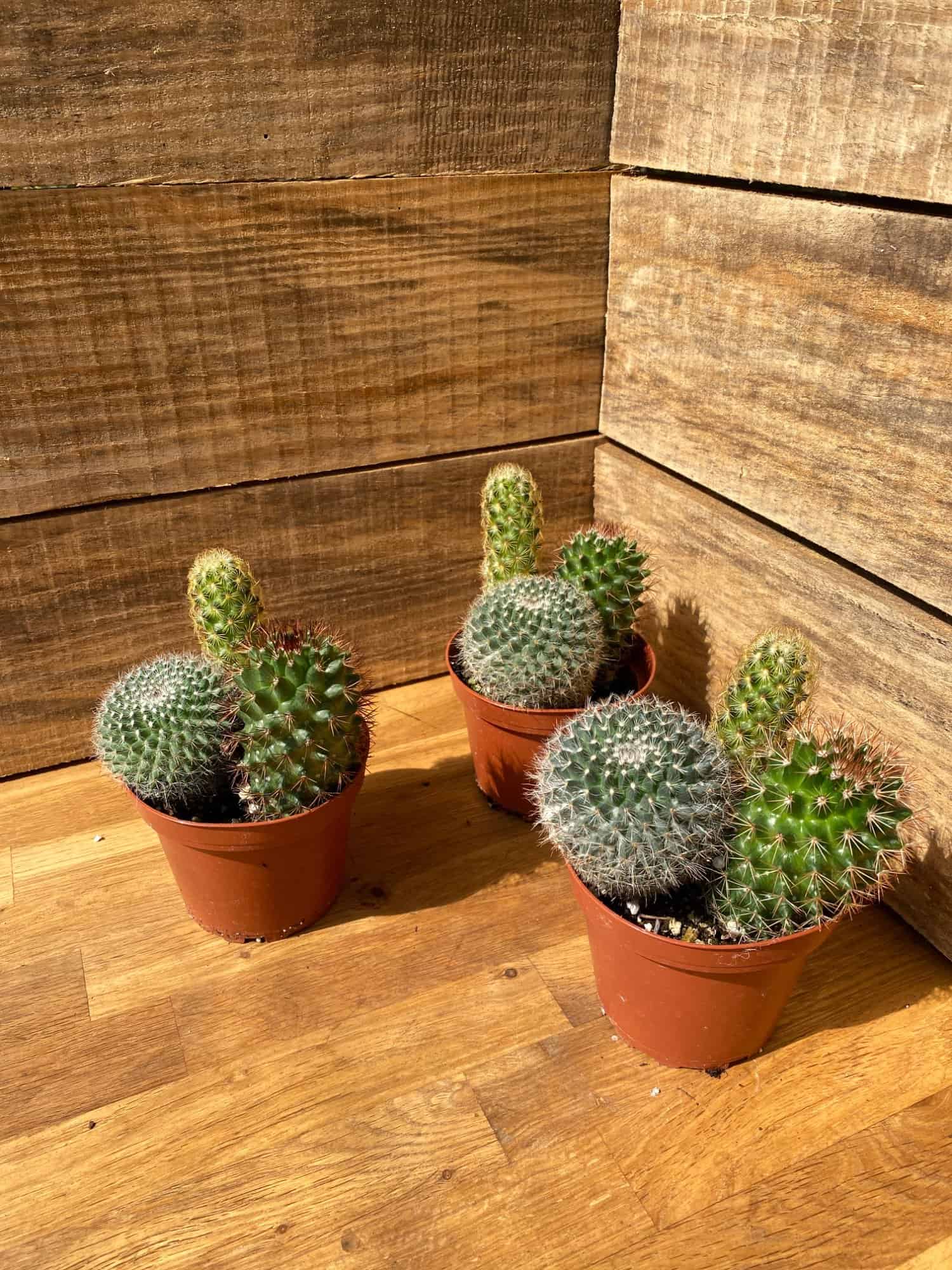 Cacti Cactus Combo Trio Mix #1 Three Cactus per 4″ Pot Live Plants