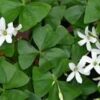 Oxalis Regnelli Lucky Shamrock Green and White 10 bulbs