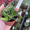 Succulent Gasteraloe Thais 2" Pot Live Plant