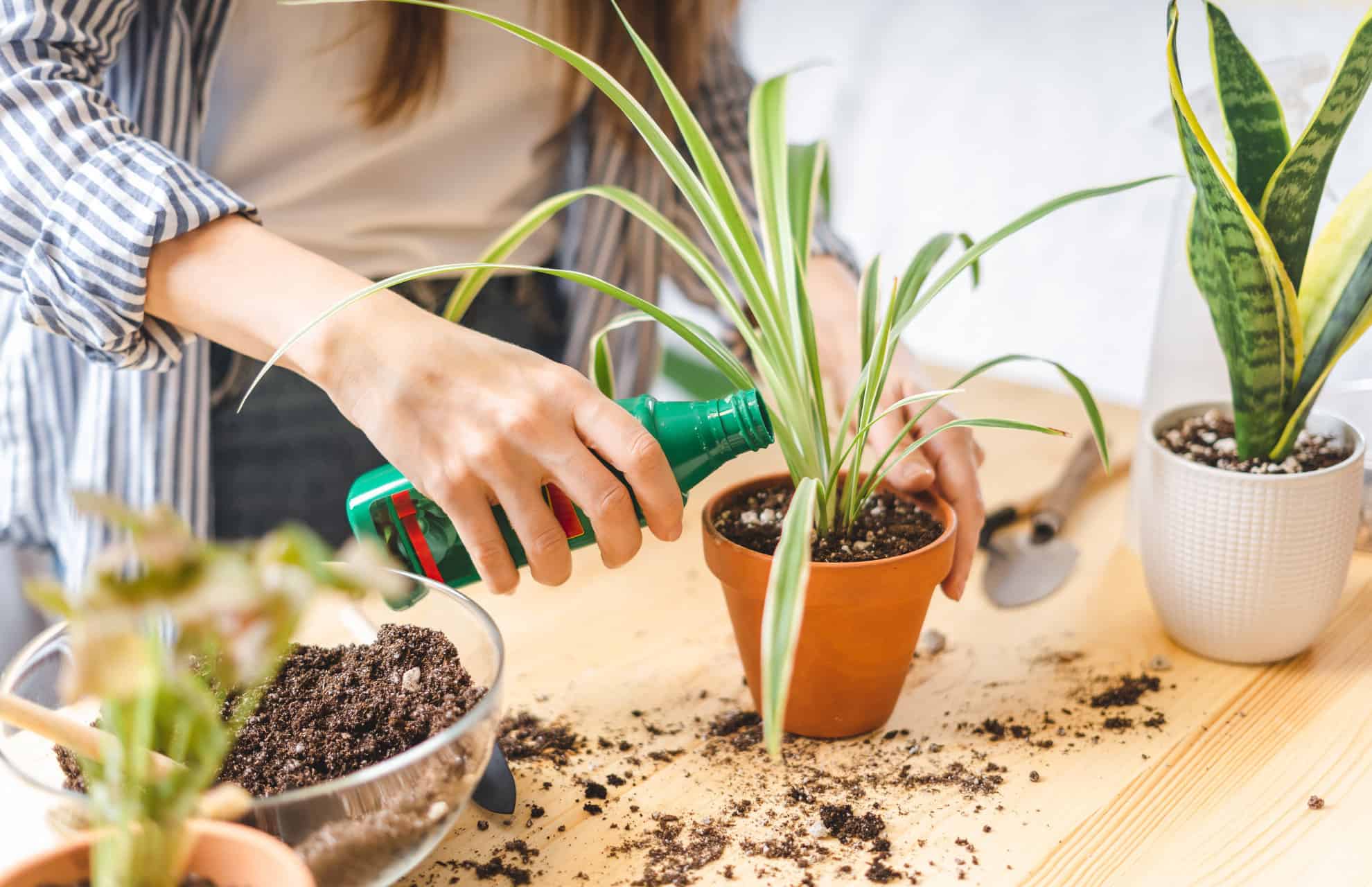 fertilizing qaindoor plants during spring