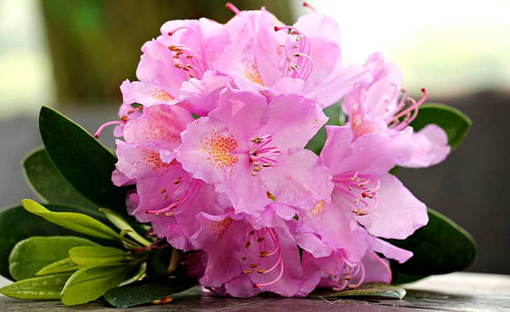 pink azalea flowering plant