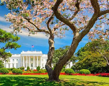 presidential trees in the whitehouse