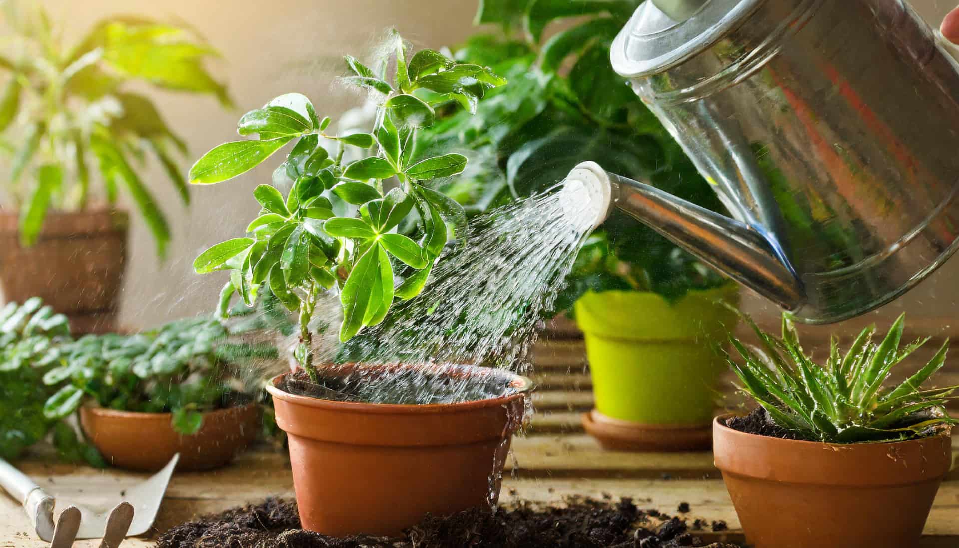 watering potted plant