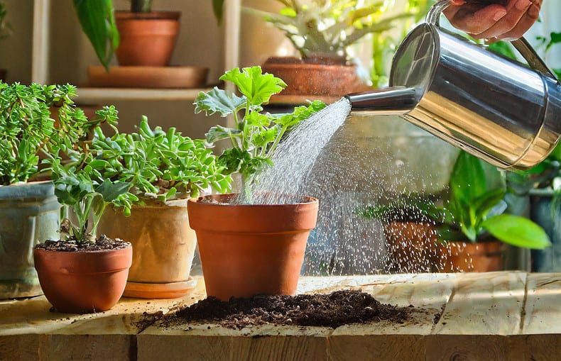watering indoor potted plants