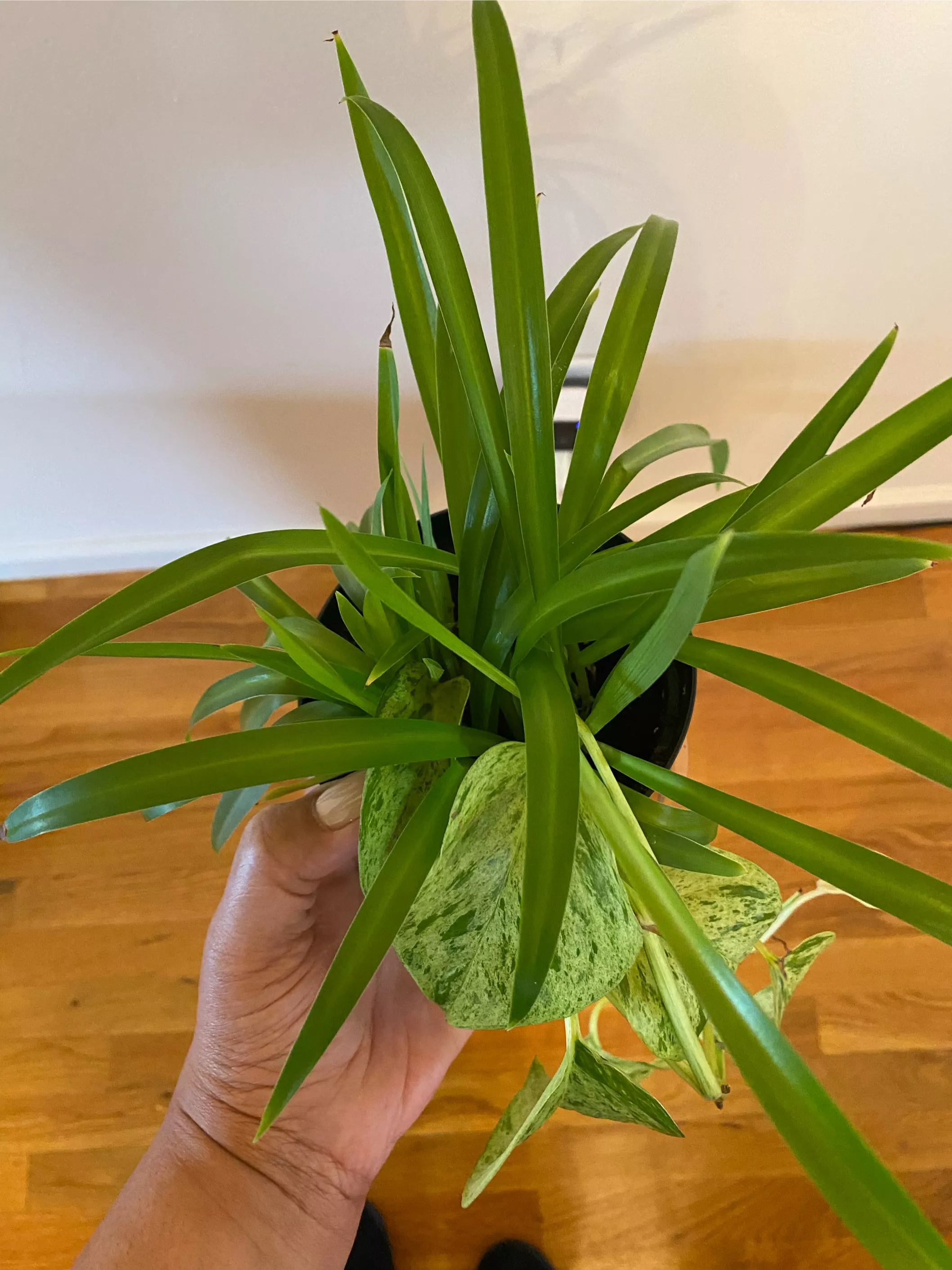 Spider plant with pothos snow queen