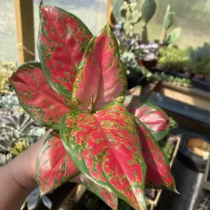 Aglaonema Chinese Evergreen Red Valentine 4" Pot Live Plant