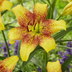 Lilium Asiatic Lily Golden Stone Yellow and Red Flower 3 bulbs