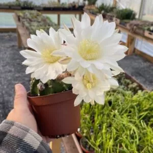 Cactus Dominos Easter Lily Echinoposis Oxygona White Bloom 3" Pot