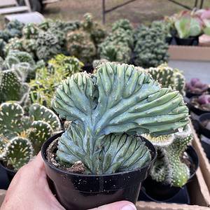 Cactus Crested Indigo Wave Myrfillocactus 4” pot live plant