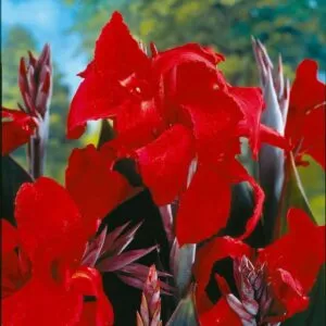 Canna Lily Tall Black Knight Red Green Leaf 32-36" tall 1 rhizome