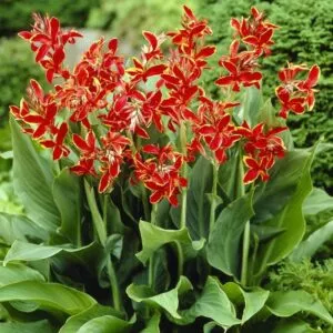 Canna Lily Lucifer Dwarf Variety Red One #1 Rhizome Bulbs