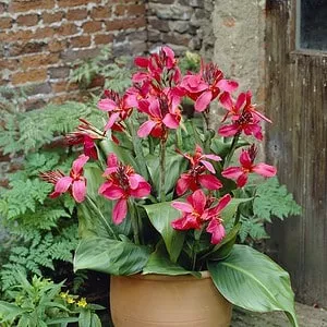 Canna Lily Pink and Roses Dwarf One #1 Size Rhizome Bulbs
