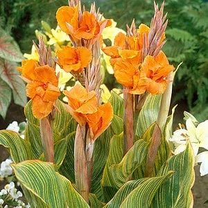 Canna Lily Tall Pretoria Orange Flower Variegated Leaf 1 Bulb