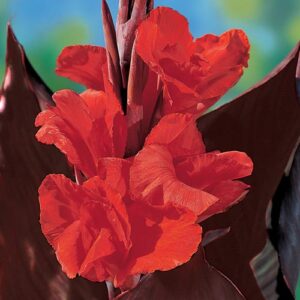 Canna Lily Tall Red King Humbert Red Flower Red Leaf 1 Bulb