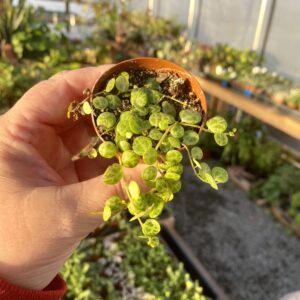 Peperomia Prostrata String of Turtles 2" Pot Live Plant