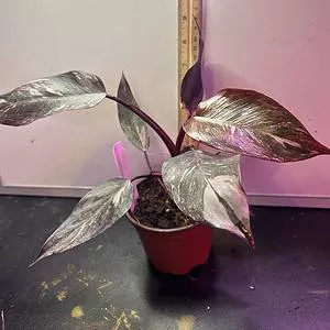 Philodendron Pink Naomi