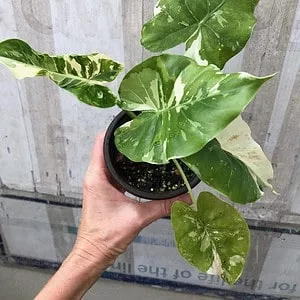 Alocasia Odora 'Variegata' plant 'Okinawa Silver' in 3" pot