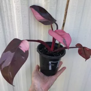 Philodendron Pink Princess Plant in 4" pot, ships in pot