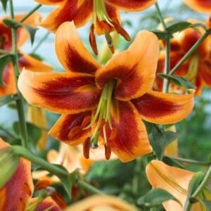 Lily OT Oriental Trumpet Hybrid Lilium Debby Orange Red 3 Bulbs
