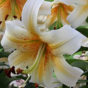 Lilium OT Oriental Trumpet Hybrid Lily Mister Cas White Yellow 3