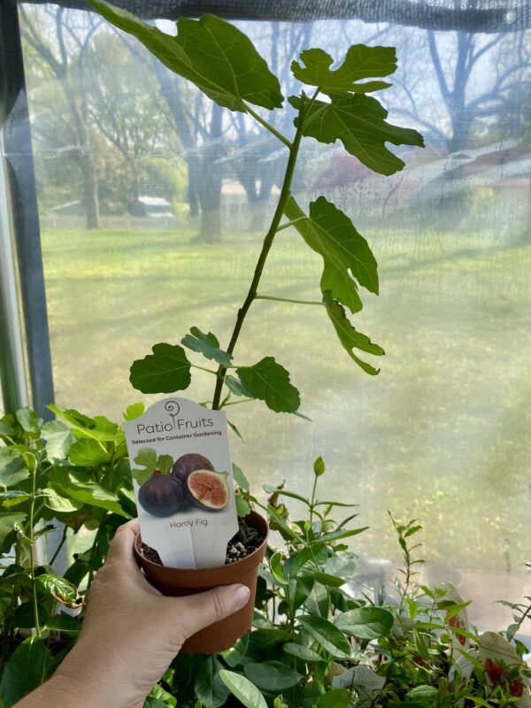 Fig Tree Chicago Hardy 2.5″ Pot Live Starter Plant