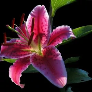 Oriental Lily Stargazer Starter Plant