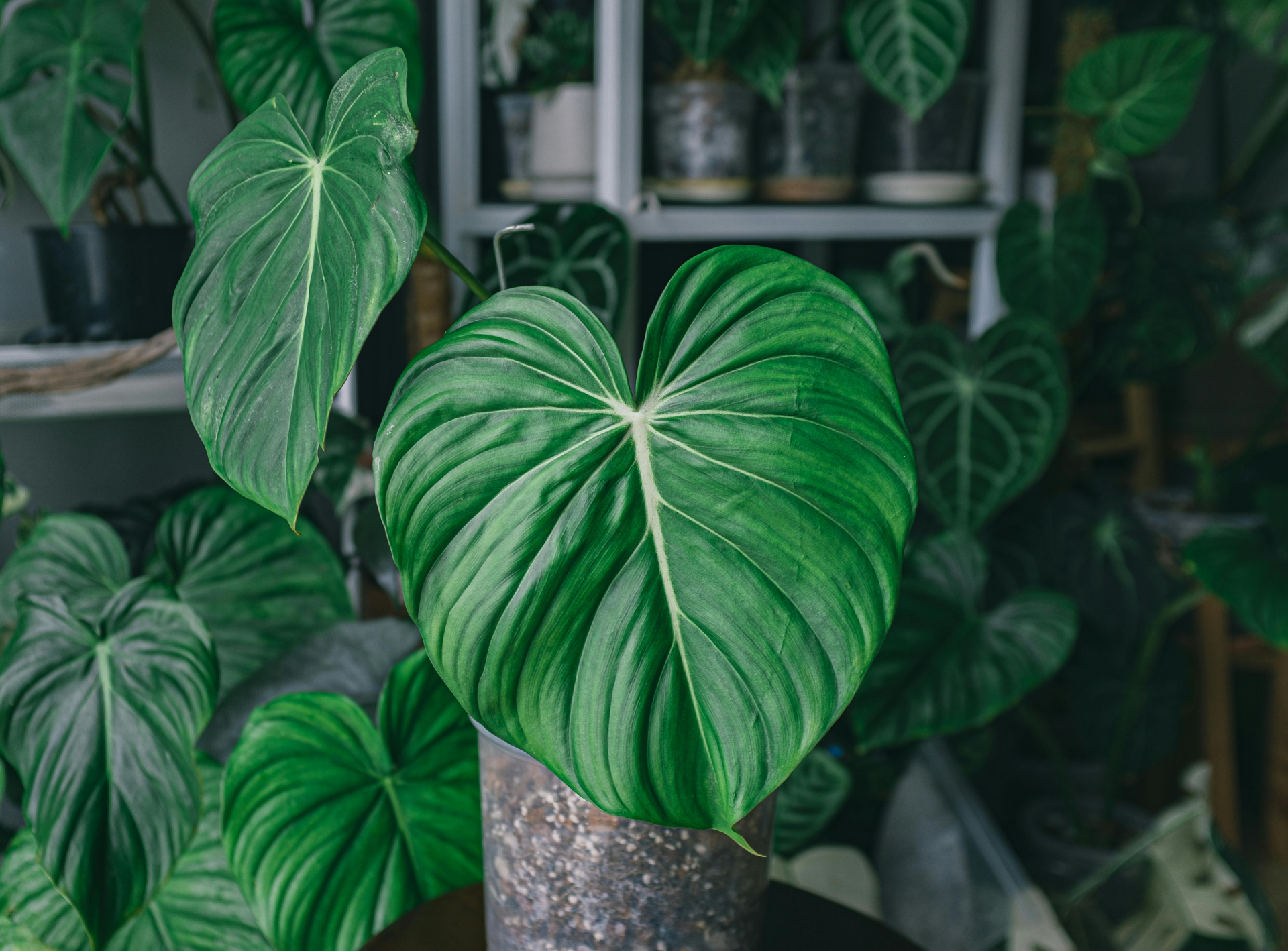 philodendron indoor plants