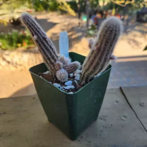 Peanut cactus