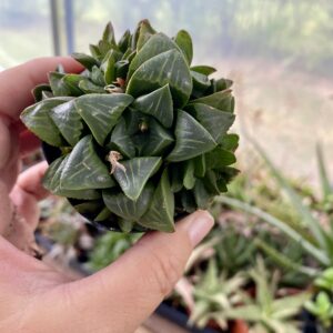 Succulent Haworthia Mirabilis Mundula 3" Pot Live Plant