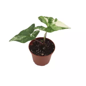 Albo Syngonium Variegatum 2.5 inch growers pot starter plant