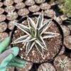 Agave white rhino 6" pot
