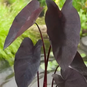 Colocasia Rubra Black Magic