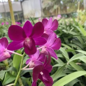 Dendrobium Genting Red Comes in 4" Pot