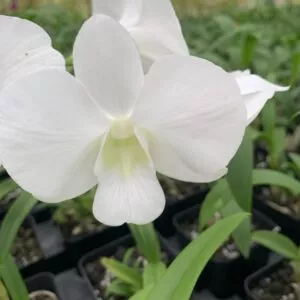 Dendrobium Emma Burana White Comes in 4" Pot