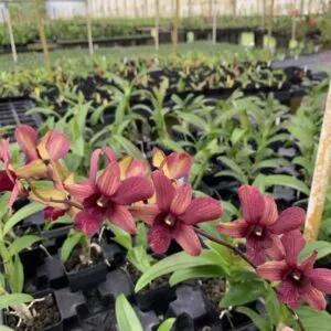 Dendrobium Burana 'Emerald' Comes in 4" Pot