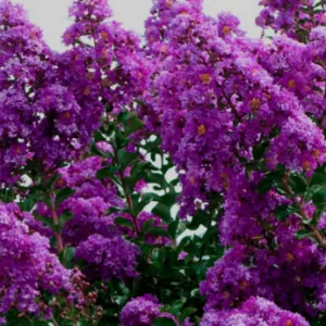 6 CRAPE MYRTLE TWILIGHT- LIVE PLANTS 6 CRAPE MYRTLE TWILIGHT- LIVE PLANTS