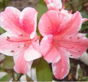 6 DOGWOOD AZALEA 6 DOGWOOD AZALEA