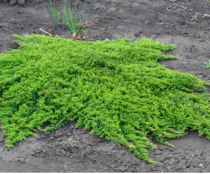 6 JUNIPER PRINCE OF WALES – LIVE PLANTS 6 JUNIPER PRINCE OF WALES - LIVE PLANTS