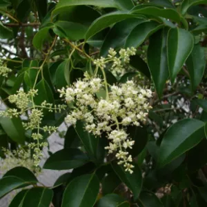 6 LUCIDUM LIGUSTRUM – LIVE PLANTS 6 LUCIDUM LIGUSTRUM - LIVE PLANTS