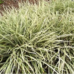 6 LIRIOPE AZTEC 6 LIRIOPE AZTEC