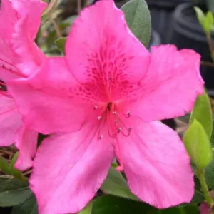 6 RED FORMOSA AZALEAS 6 RED FORMOSA AZALEAS