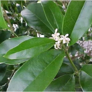 6 TEA OLIVE 6 TEA OLIVE