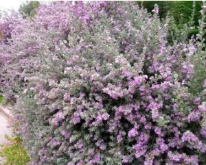 TEXAS SAGE – LIVE PLANTS TEXAS SAGE - LIVE PLANTS