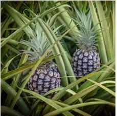 6 WHITE JADE PINEAPPLE – LIVE PLANTS 6 WHITE JADE PINEAPPLE - LIVE PLANTS