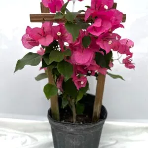 Pink Live Plant Bougainvillea Vine 6" Pot Trellis