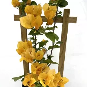 Yellow Live Plant Bougainvillea Vine 6" Pot Trellis